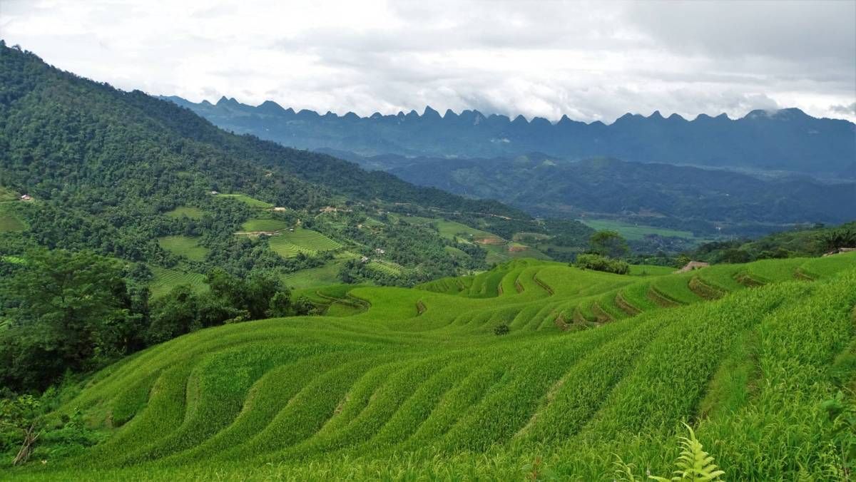 Ha Giang Terraced Fields Panorama