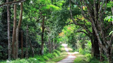 Your Ultimate Guide to Cuc Phuong National Park