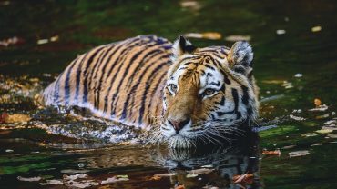 Bangladesh Visa for Vietnamese: Your Complete Guide to Exploring the Land of the Royal Bengal Tiger