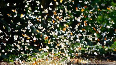 Discover the Enchanting Butterfly Season at Cúc Phương National Park